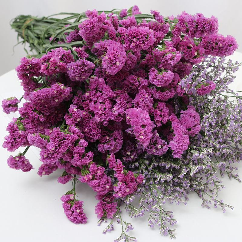 云南基地直发勿忘我鲜花干花花束称斤批发量大优惠视频看货