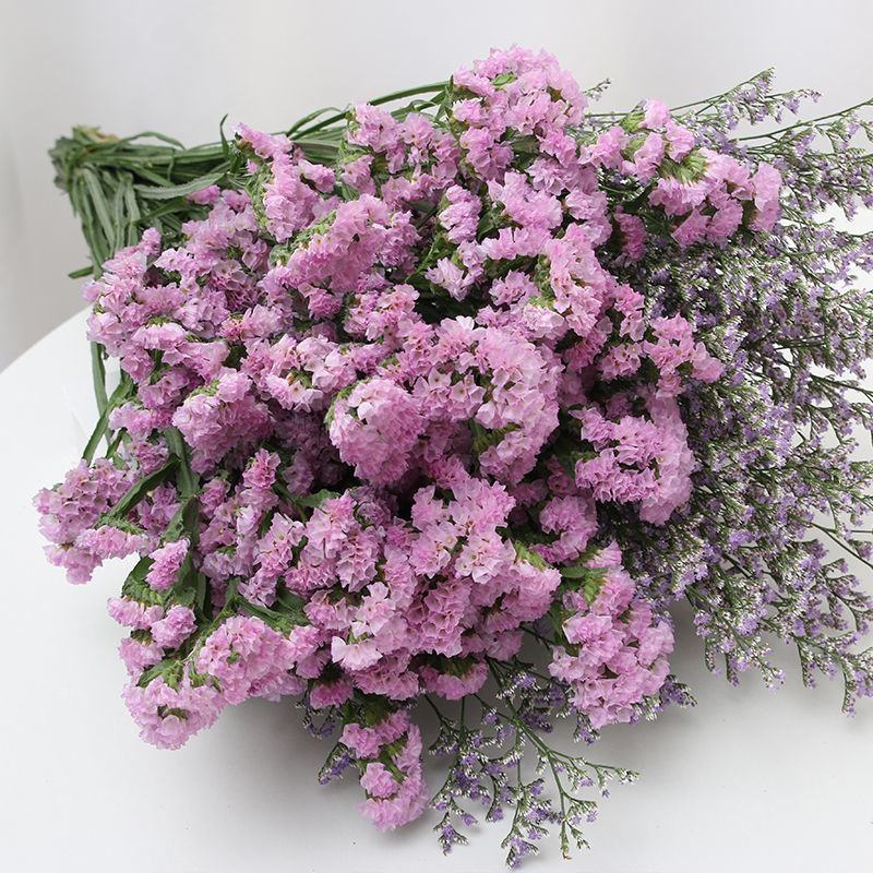 云南基地直发勿忘我鲜花干花花束称斤批发量大优惠视频看货