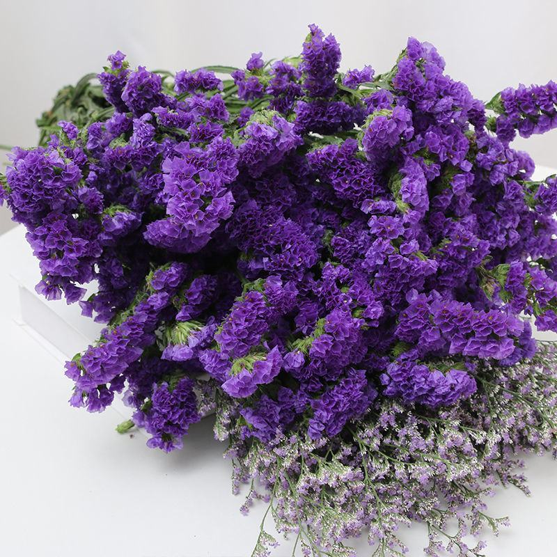 云南基地直发勿忘我鲜花干花花束称斤批发量大优惠视频看货