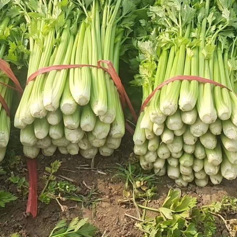 大量供应精品芹菜