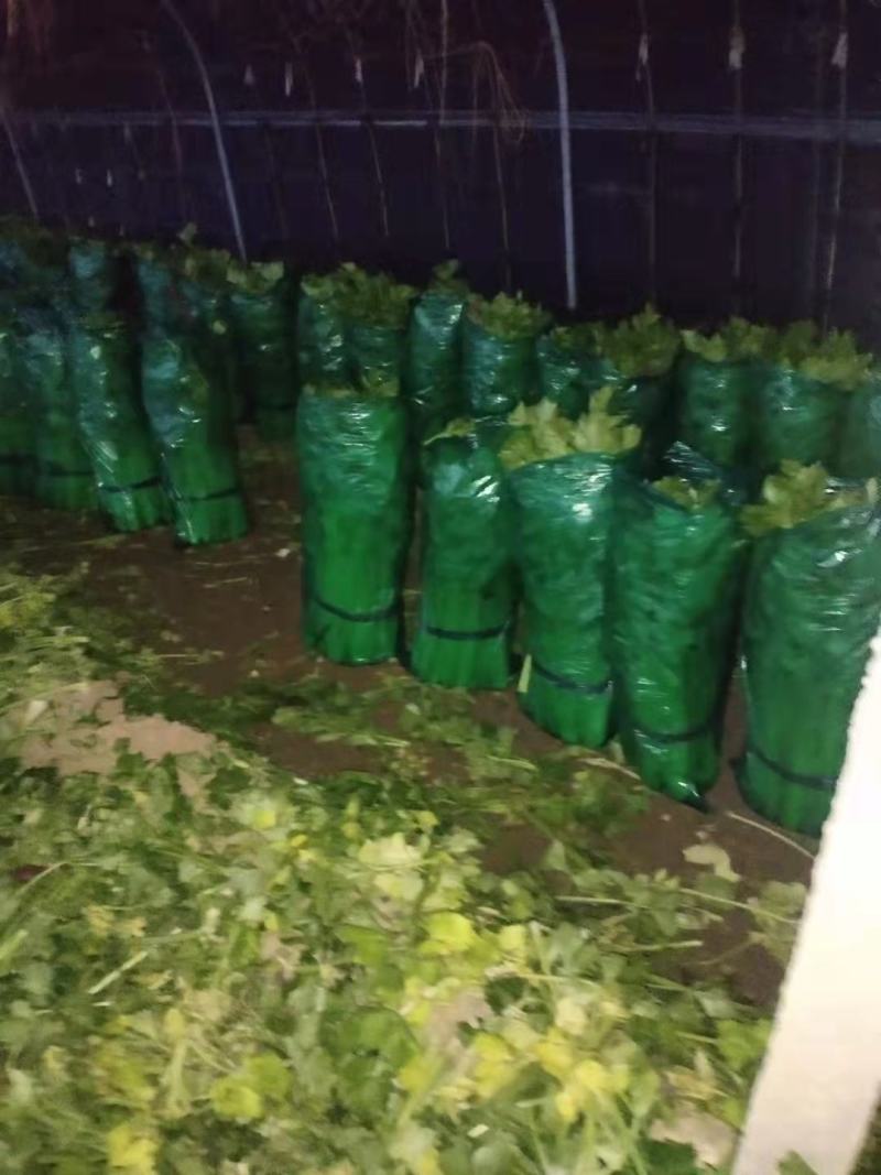 大量供应精品芹菜