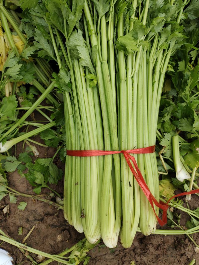 大量供应精品芹菜
