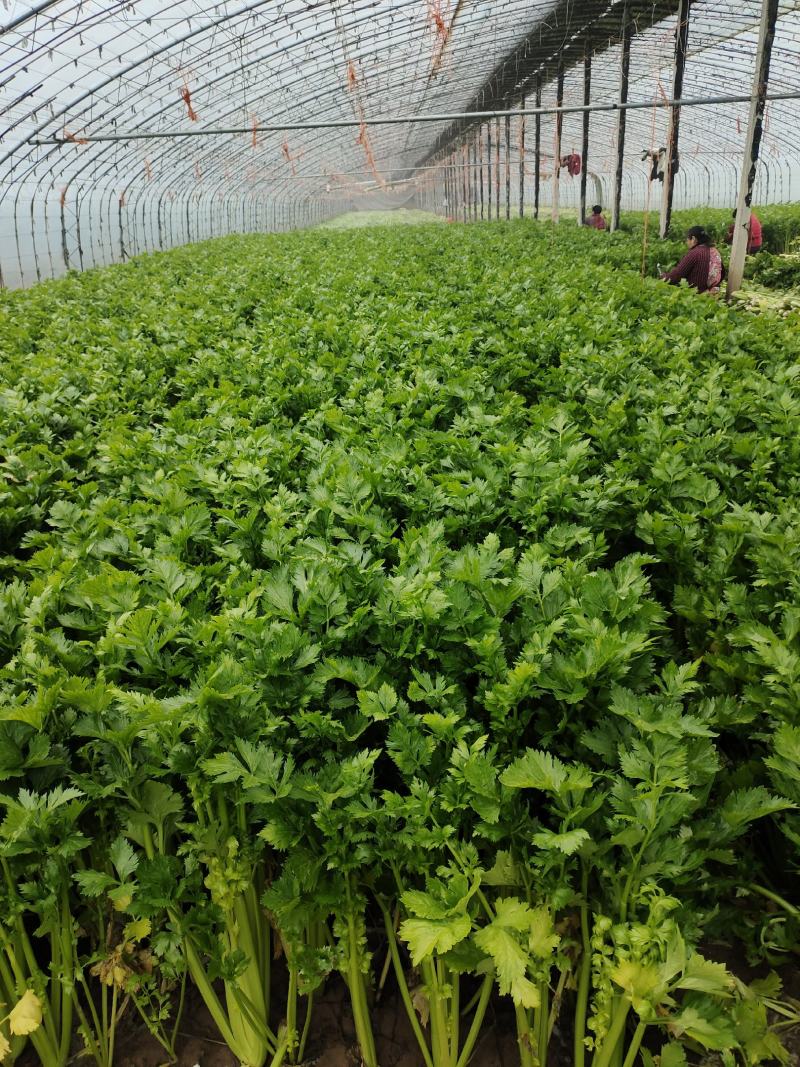 大量供应精品芹菜