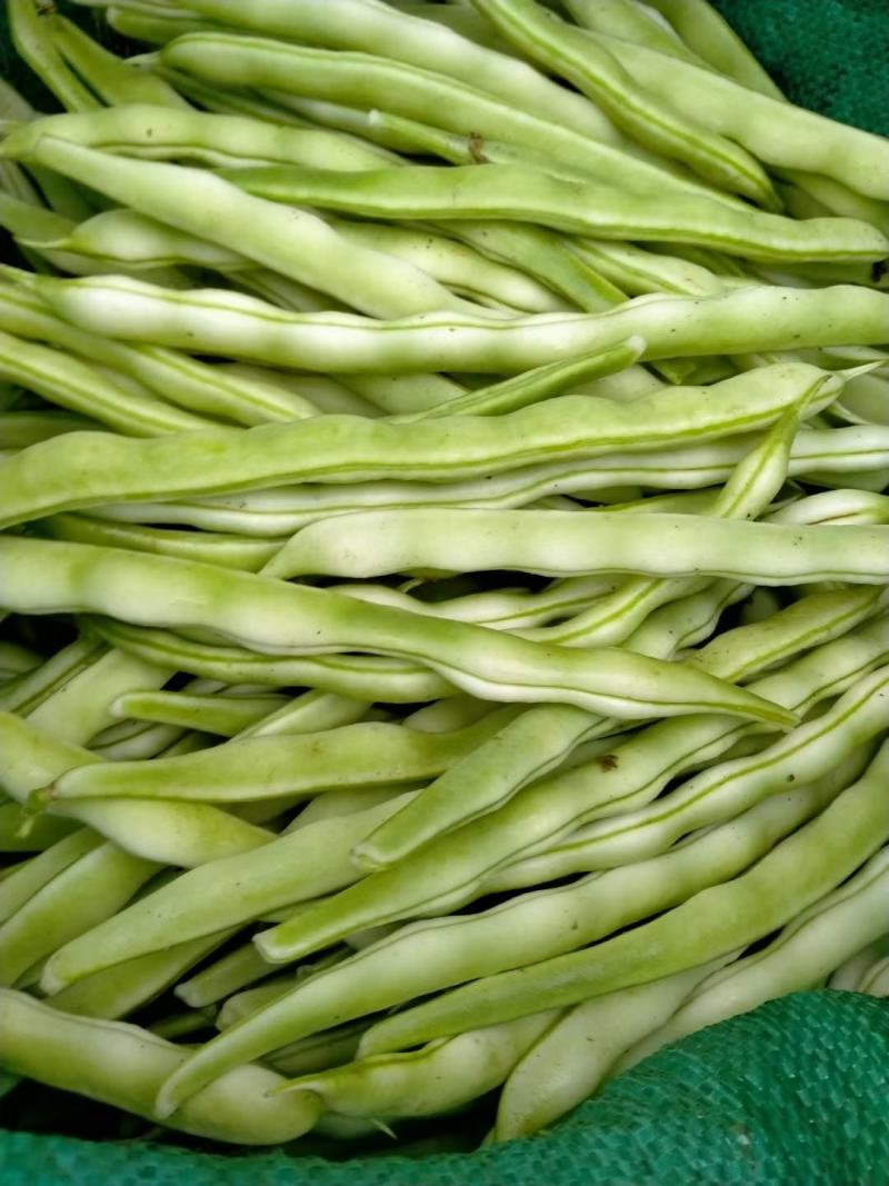 【山东芸豆】白不老芸豆九粒白芸豆产地直发量大从优
