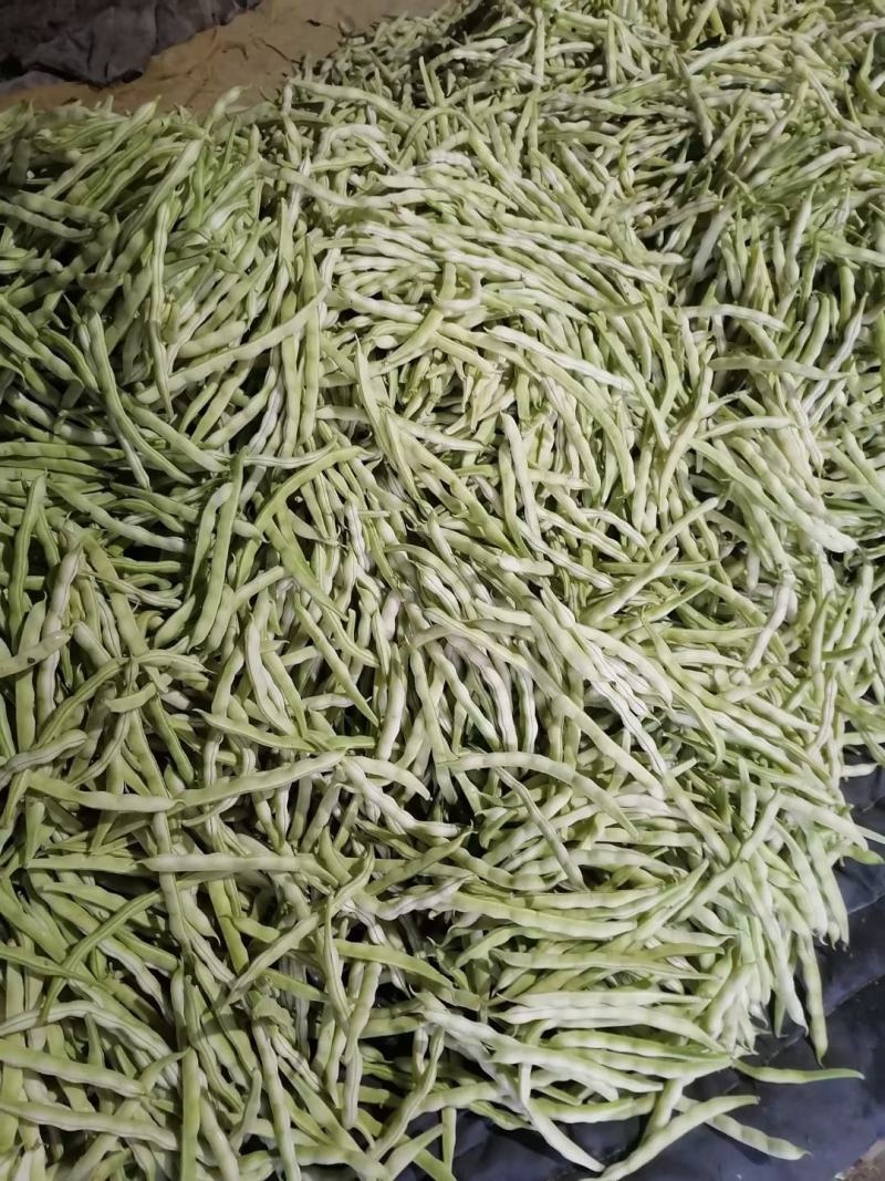【山东芸豆】白不老芸豆九粒白芸豆产地直发量大从优
