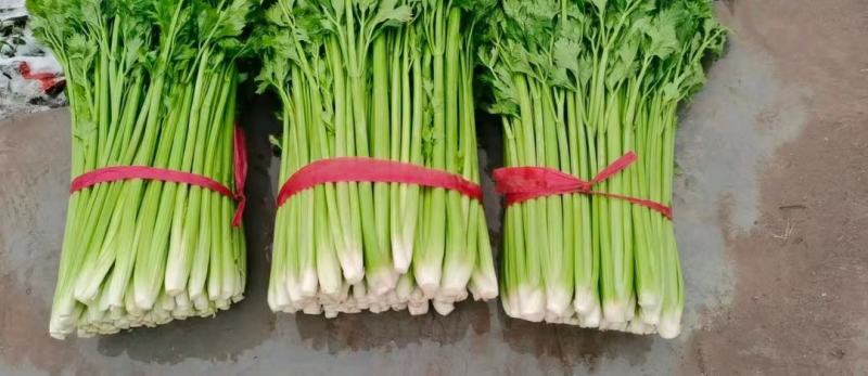 大量供应精品芹菜
