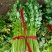 大量供应精品芹菜