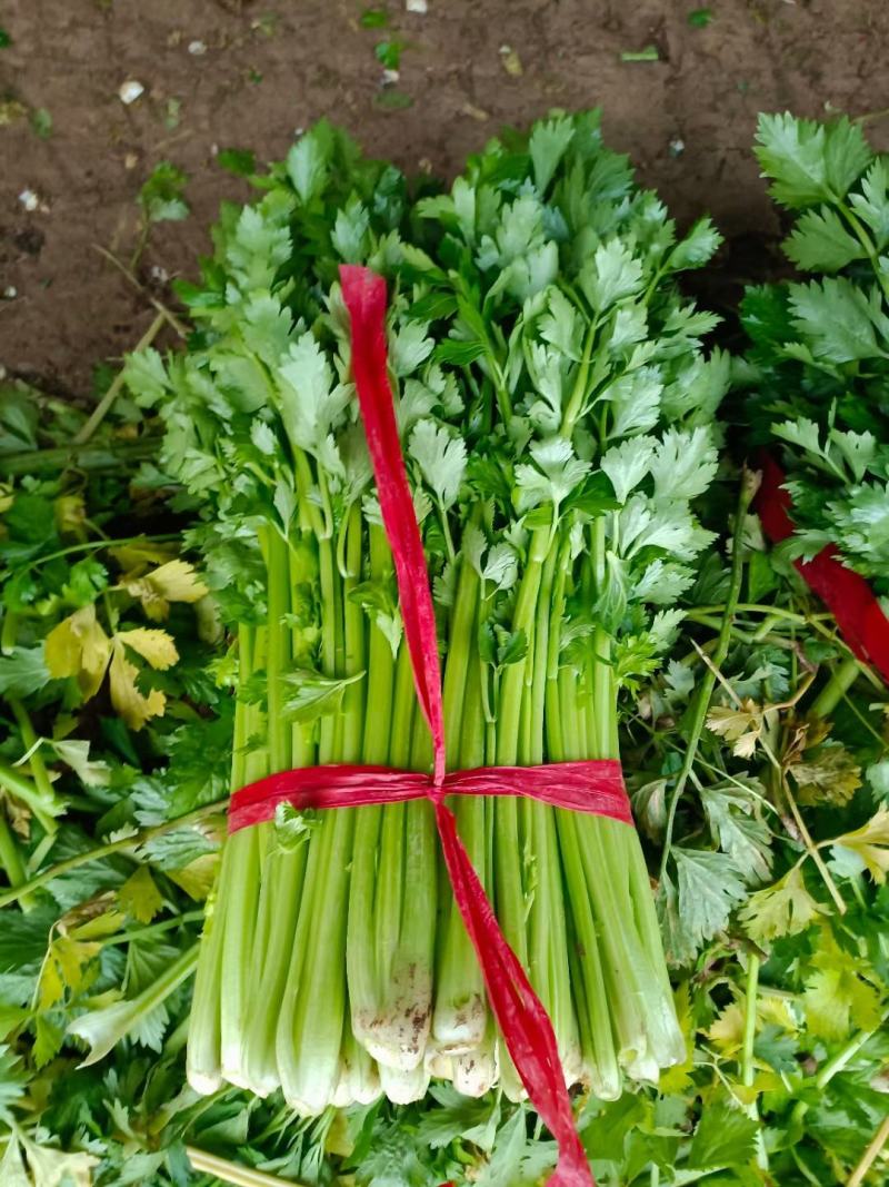 大量供应精品芹菜