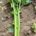 大量供应精品芹菜