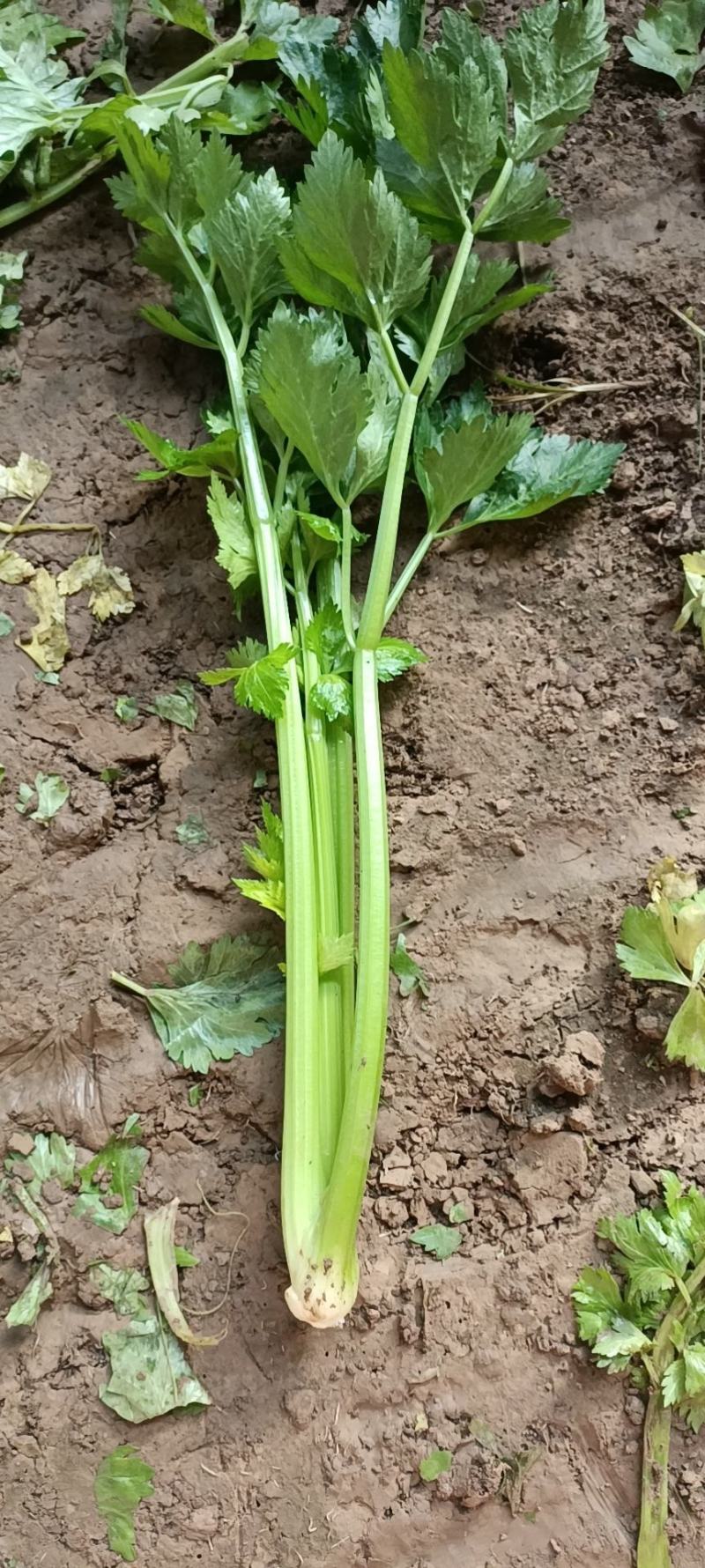大量供应精品芹菜