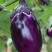 紫罐茄子种子早春大牛心茄种籽紫黑茄子种子茄子种籽包邮
