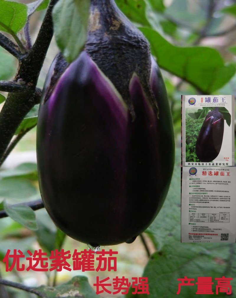 紫罐茄子种子早春大牛心茄种籽紫黑茄子种子茄子种籽包邮
