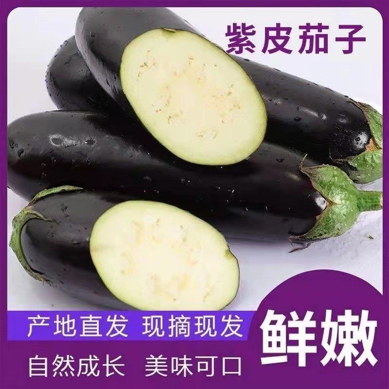 欧美科茄种子杂交墨茄条茄种子绿肉茄子种子长棒茄子包邮