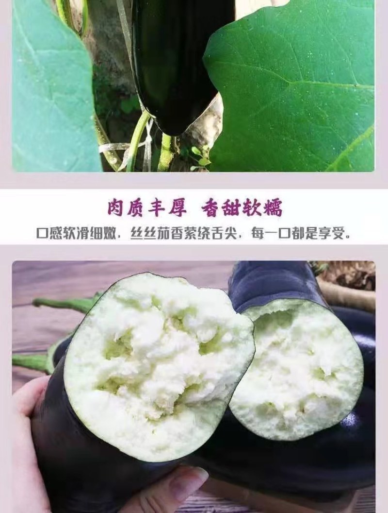 欧美科茄种子杂交墨茄条茄种子绿肉茄子种子长棒茄子包邮