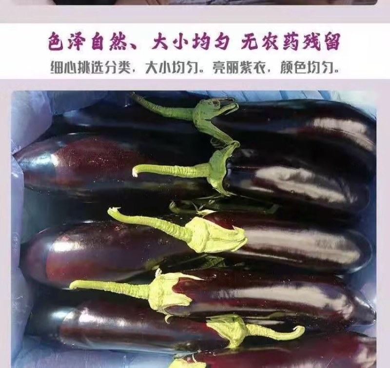 欧美科茄种子杂交墨茄条茄种子绿肉茄子种子长棒茄子包邮