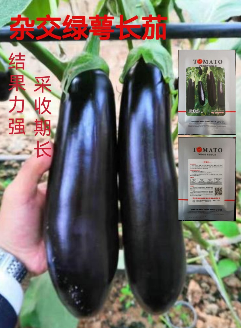欧美科茄种子杂交墨茄条茄种子绿肉茄子种子长棒茄子包邮