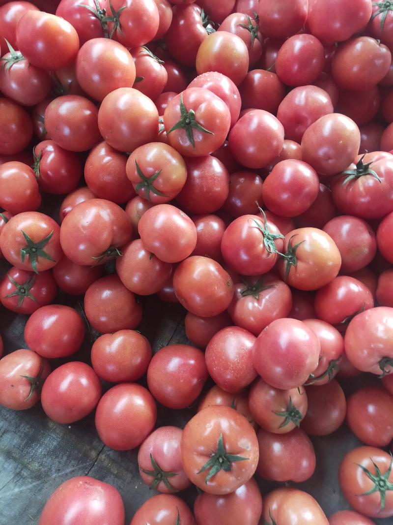 山东费县硬粉西红柿大量上市中超市电商市场，