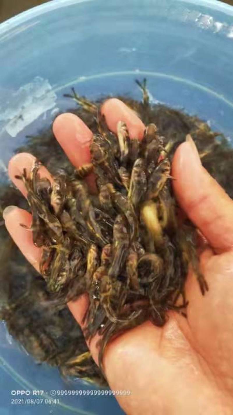【黄骨鱼苗】基地直发，一手货源，量大从优，热卖中