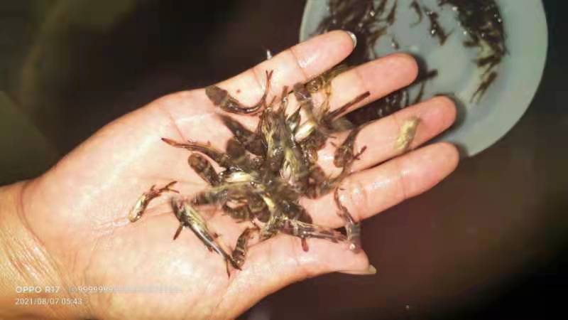 【黄骨鱼苗】基地直发，一手货源，量大从优，热卖中