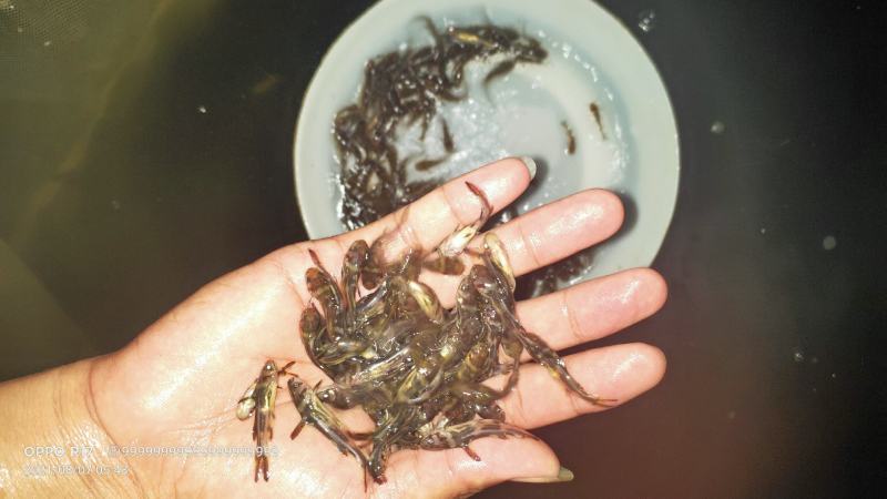 【黄骨鱼苗】基地直发，一手货源，量大从优，热卖中
