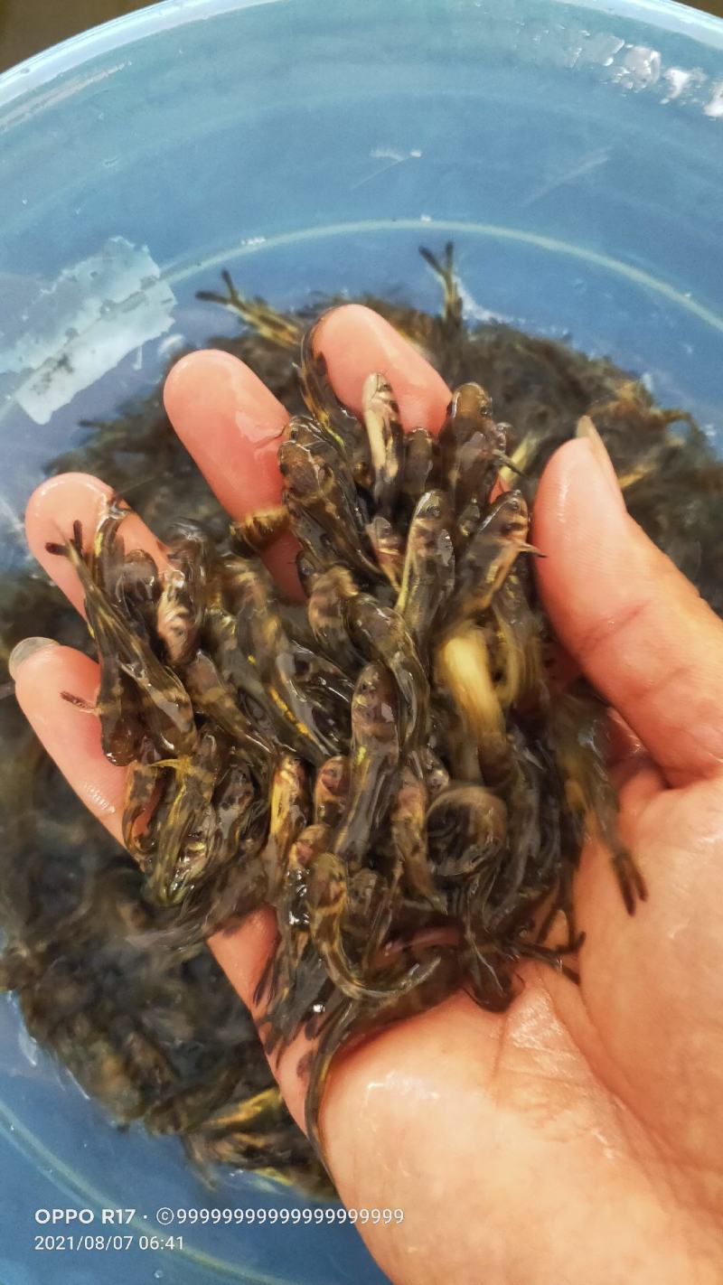【黄骨鱼苗】基地直发，一手货源，量大从优，热卖中