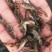 【黄骨鱼苗】基地直发，一手货源，量大从优，热卖中