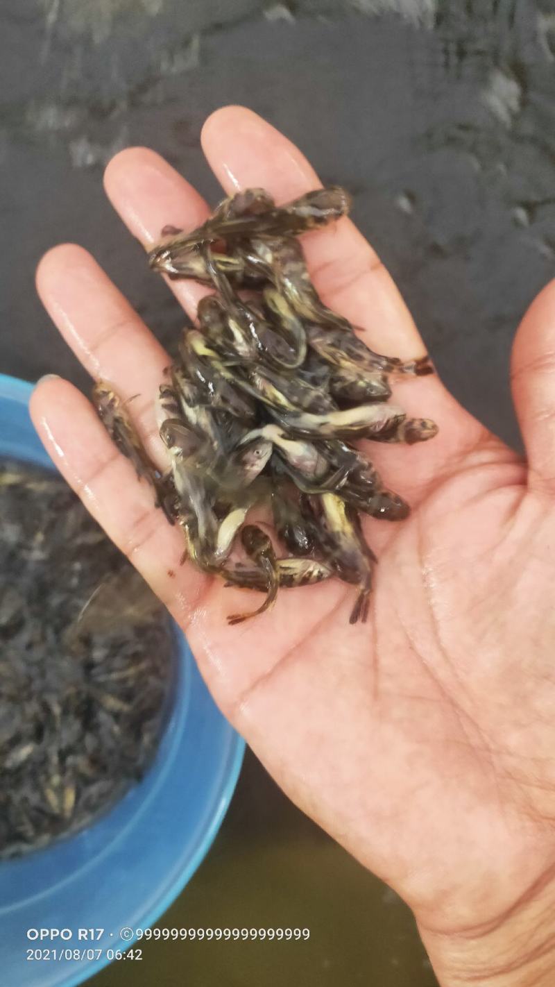 【黄骨鱼苗】基地直发，一手货源，量大从优，热卖中