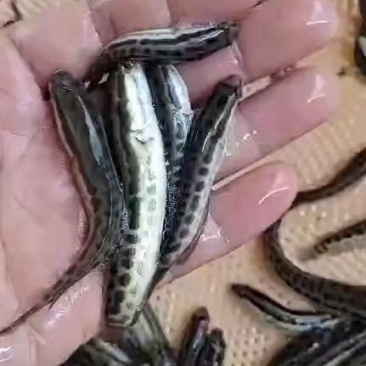 【黑鱼苗】易饲养，存活率高，基地直供，保证质量，安全到家