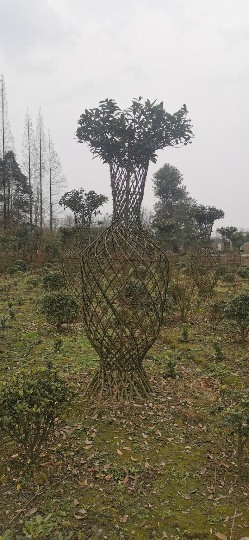 造型桂花花瓶