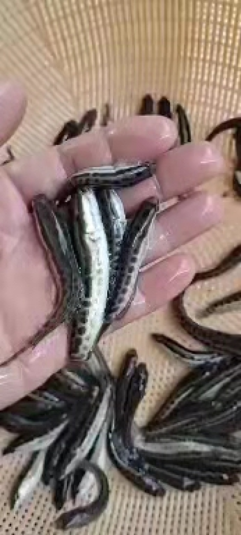 【黑鱼苗】易饲养，存活率高，基地直供，保证质量，安全到家