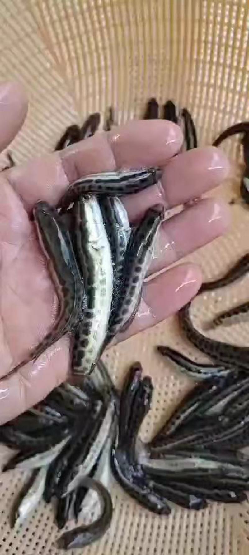 【黑鱼苗】易饲养，存活率高，基地直供，保证质量，安全到家