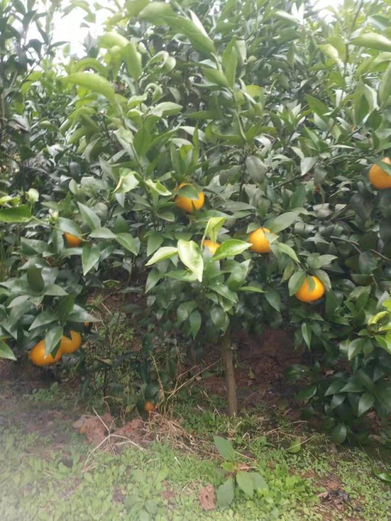 沃柑苗
