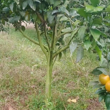 沃柑苗
