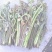 野生撅菜