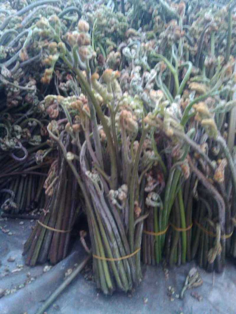 野生撅菜
