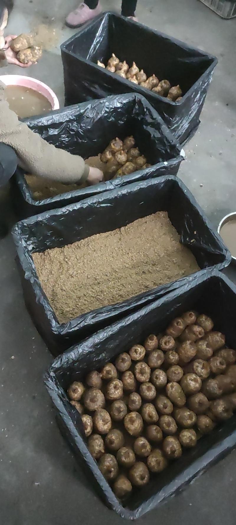 鲜天麻批发供货，天麻杂交授粉用的乌天麻苔麻，乌天麻苔麻，