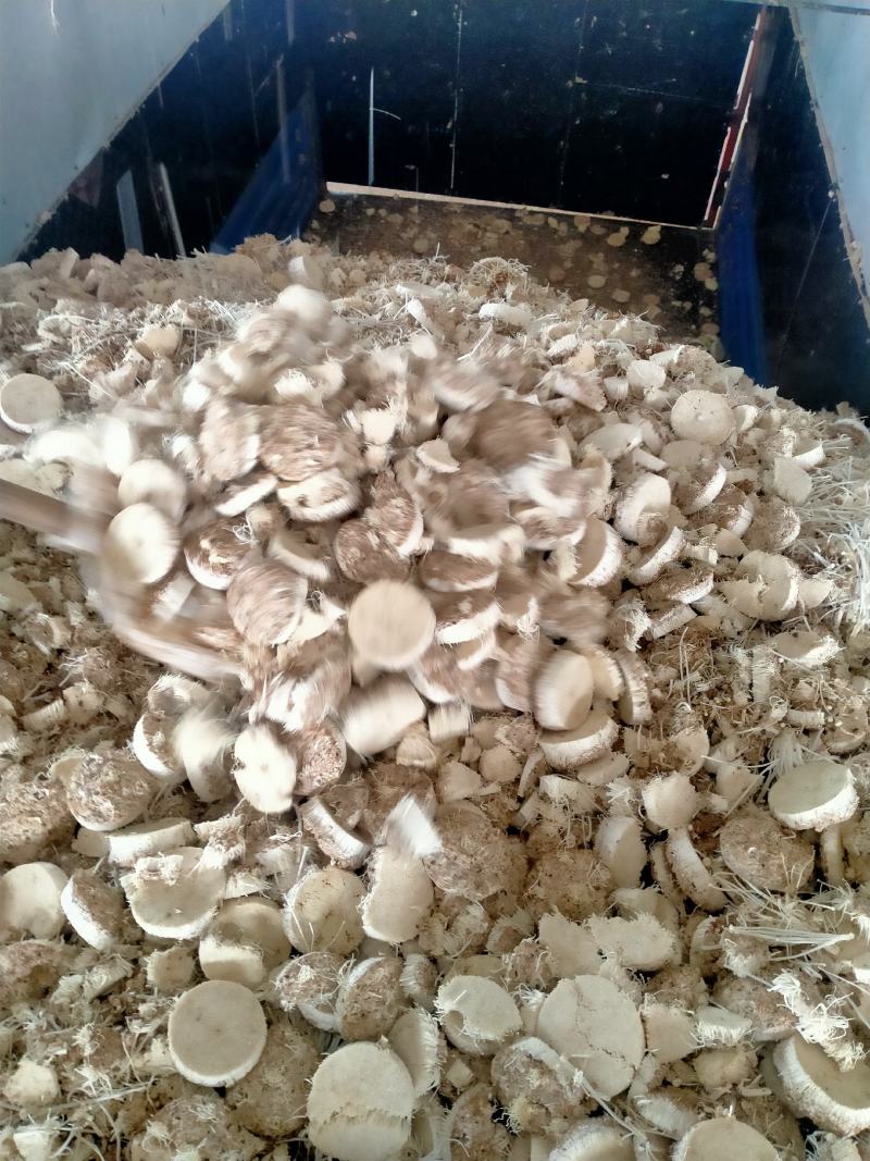 金针菇根，可喂羊喂牛营养价值高，