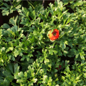 芹叶牡丹，带花苞发货，花期到五一需要老板联系