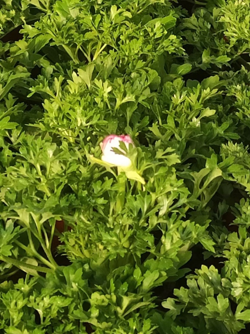 芹叶牡丹，带花苞发货，花期到五一需要老板联系