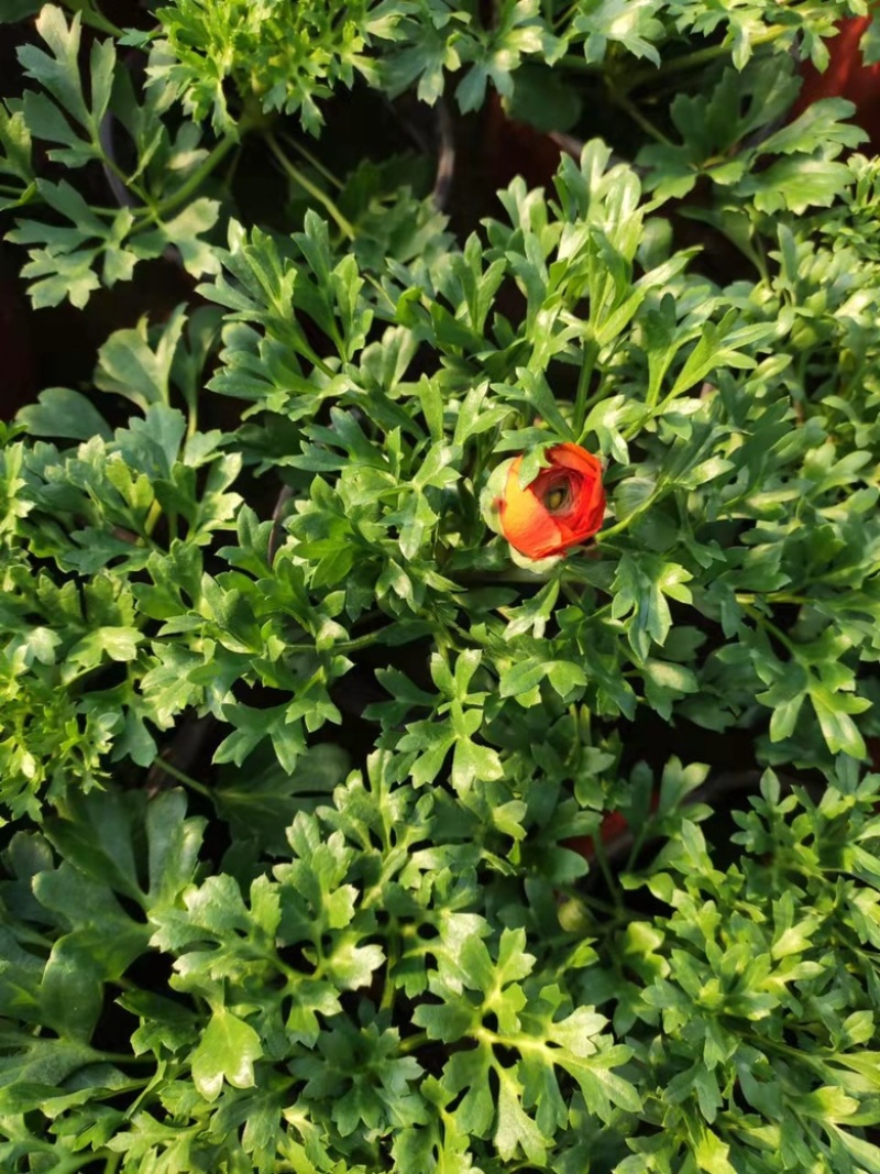 芹叶牡丹，带花苞发货，花期到五一需要老板联系