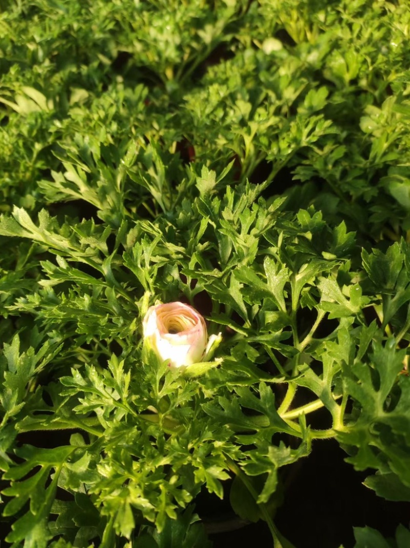 芹叶牡丹，带花苞发货，花期到五一需要老板联系