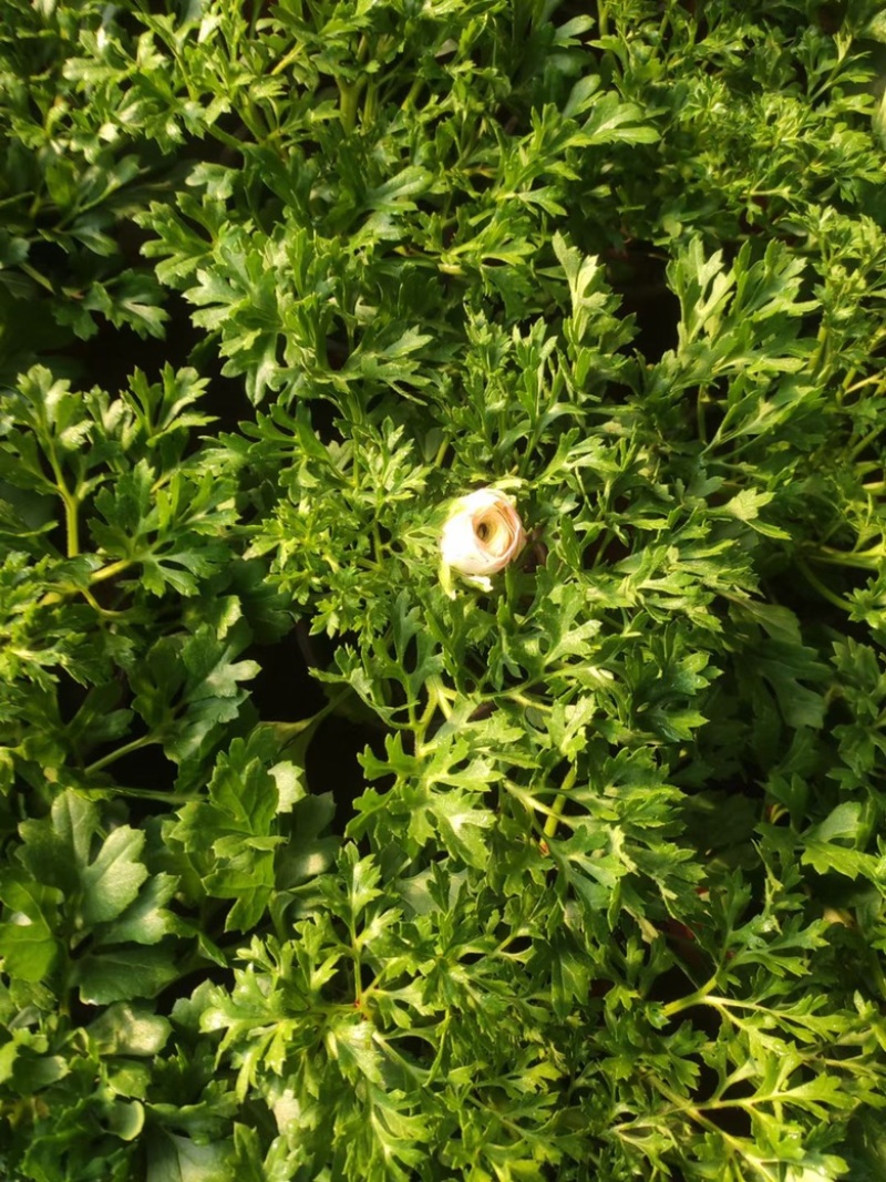 芹叶牡丹，带花苞发货，花期到五一需要老板联系