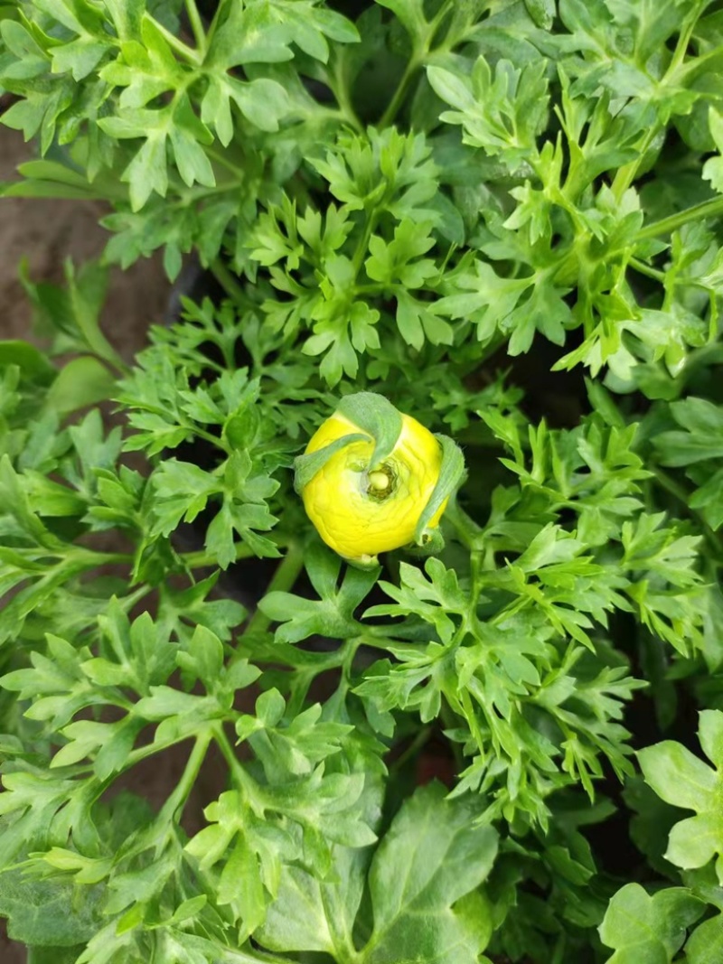 芹叶牡丹，带花苞发货，花期到五一需要老板联系