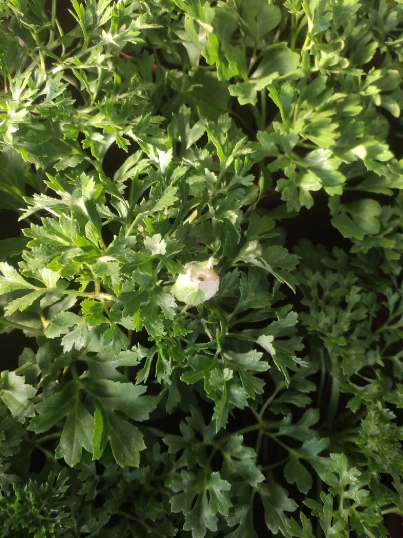 芹叶牡丹，带花苞发货，花期到五一需要老板联系