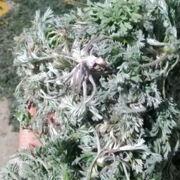 鲜茵陈白蒿特菜春季野菜，干净无杂产地直供量大欢迎咨询采购