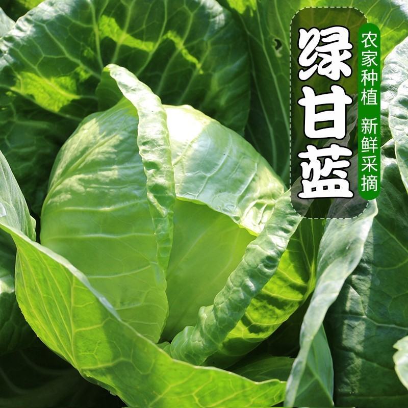 精品甘蓝圆包菜支持视频看货保质保量打款发货