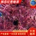 大竹香椿芽红香椿，红油椿，红叶香椿，大竹香椿