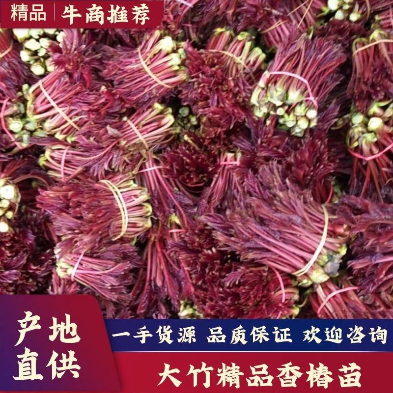 大竹香椿芽红香椿，红油椿，红叶香椿，大竹香椿