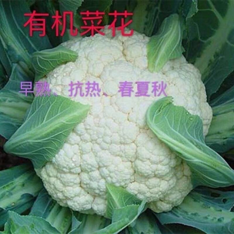 松花菜菜花有机花新鲜花菜产地供应保质保量欢迎订购
