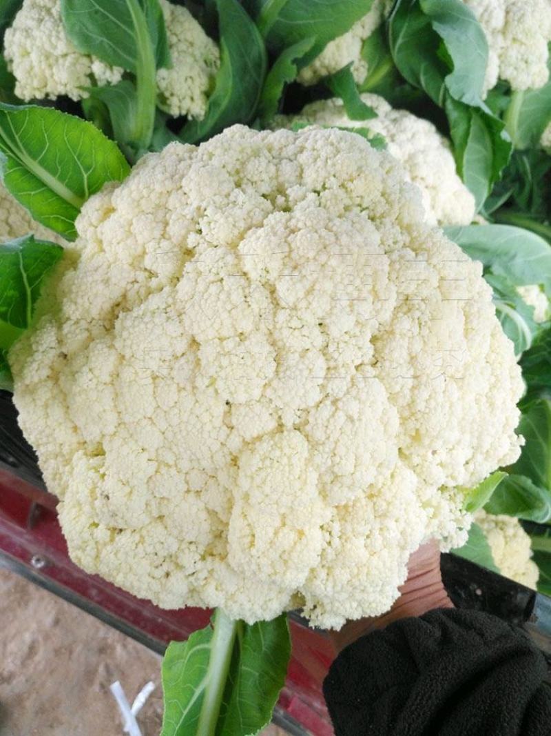 松花菜菜花有机花新鲜花菜产地供应保质保量欢迎订购
